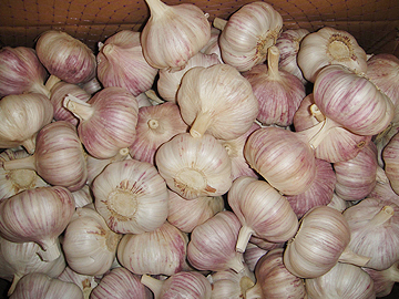 Red garlic 10kgs ctn