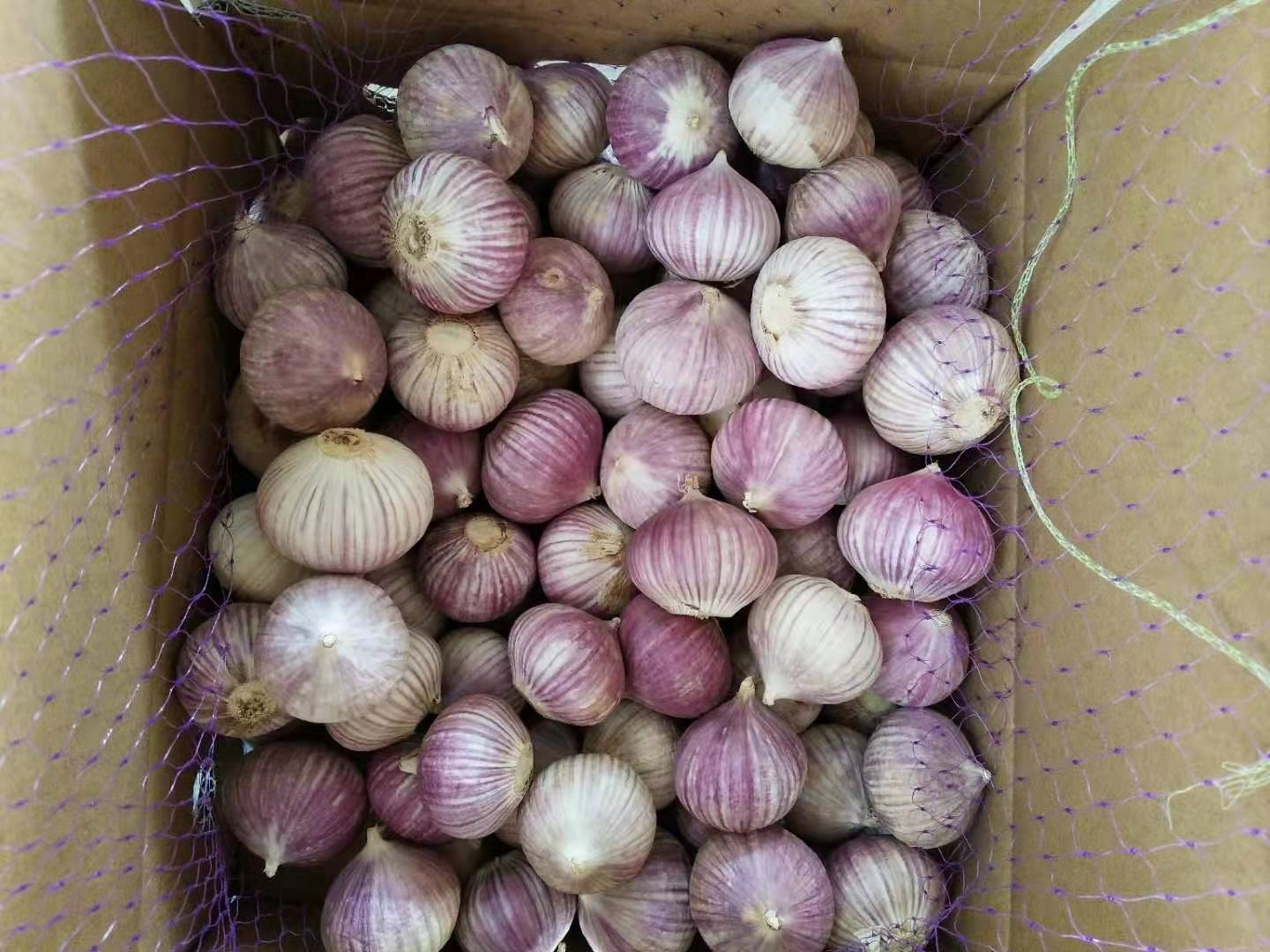 Single clove garlic
