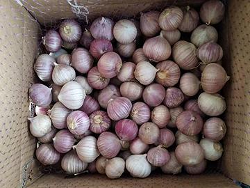 Single head garlic