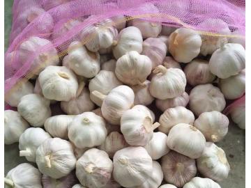 Red garlic 20kgs bag