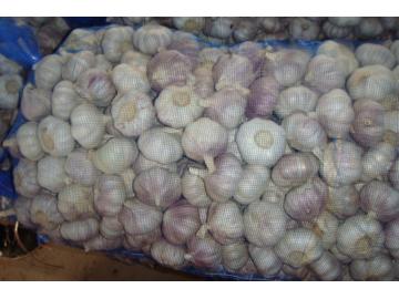 garlic in mesh bags